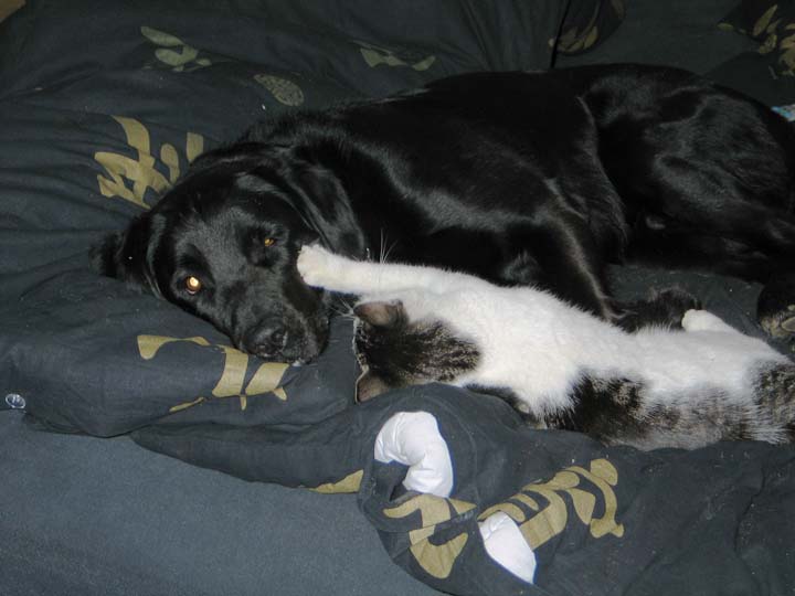 Balto og Pipser