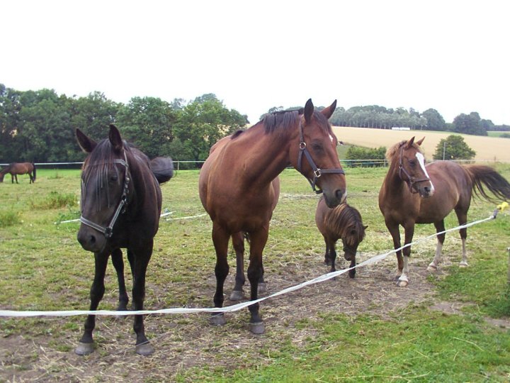 Monique, Sam, Milton og Flicka